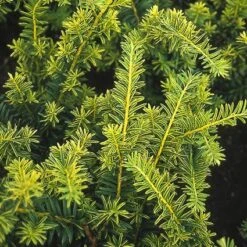 Taxus (Taxus Baccata 'Summergold') -Tuinplanten Winkel tabsumme 3