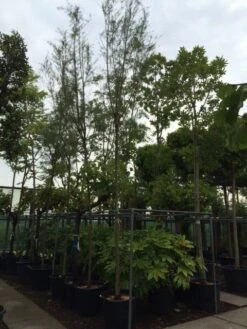 Tamarisk Als Boom (Tamarix Tetrandra) -Tuinplanten Winkel tamarisk 121416cm 2