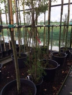 Tamarisk (Tamarix Ramosissima) -Tuinplanten Winkel tamarisk 3