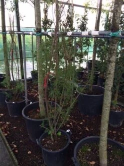 Tamarisk (Tamarix Ramosissima) -Tuinplanten Winkel tamarisk 4