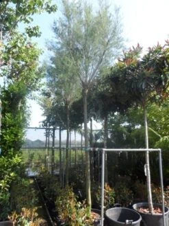 Tamarisk Als Boom (Tamarix Tetrandra) -Tuinplanten Winkel tamarix 1