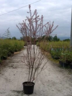 Tamarisk (Tamarix Ramosissima) -Tuinplanten Winkel tamarix c20