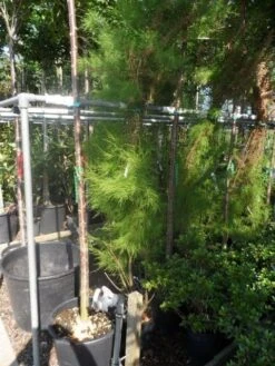 Tamarisk (Tamarix Ramosissima) -Tuinplanten Winkel tamarix ramosissima 150 175 c20