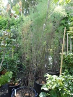 Tamarisk (Tamarix Ramosissima) -Tuinplanten Winkel tamarix ramosissima 200 250 300 c70