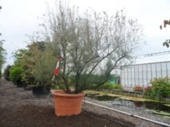 Tamarisk (Tamarix Ramosissima) -Tuinplanten Winkel tamarix ramosissima meerstammig solitair extra c1800