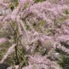 Tamarisk Als Boom (Tamarix Tetrandra) -Tuinplanten Winkel tamarix tetrandra02