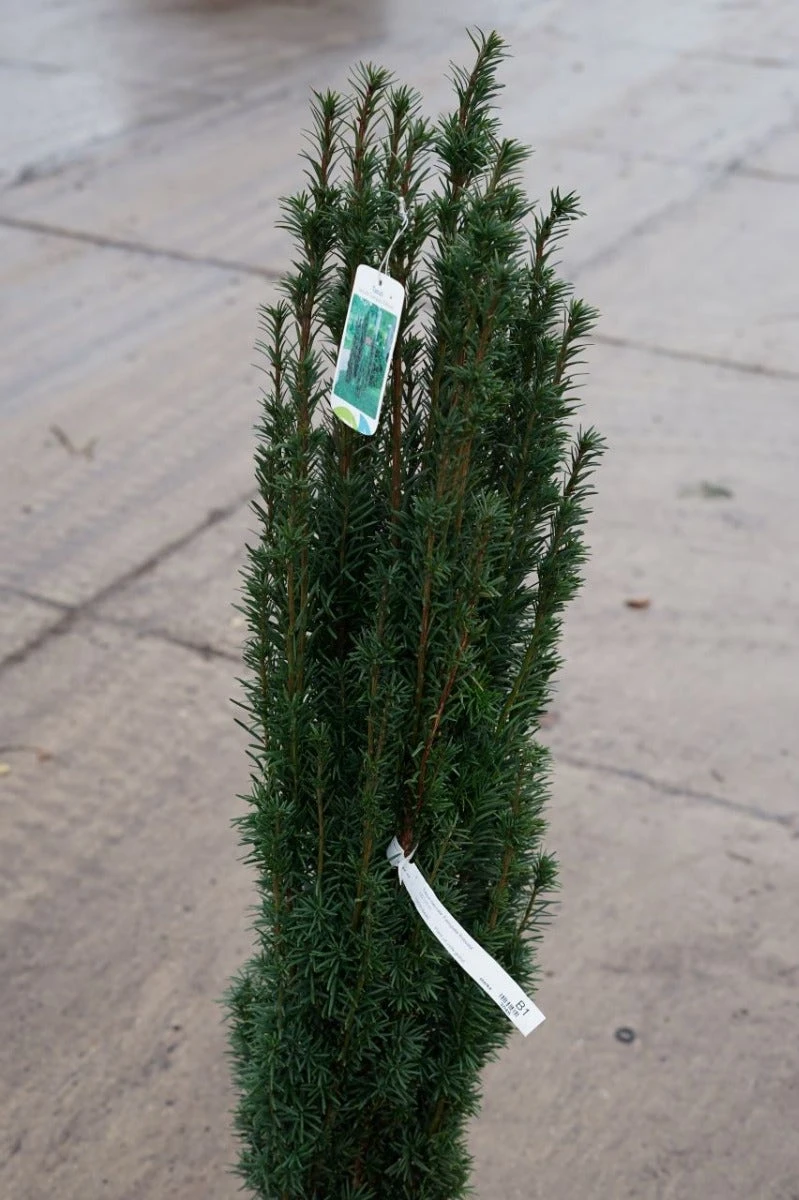 Zuiltaxus (Taxus Baccata 'Fastigiata Robusta') 7 Zuiltaxus (Taxus Baccata 'Fastigiata Robusta') - Afbeelding 5