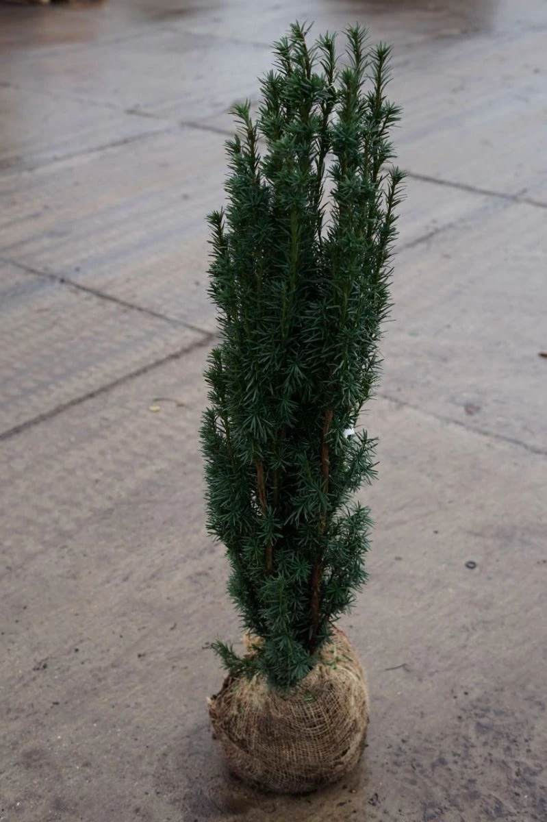 Zuiltaxus (Taxus Baccata 'Fastigiata Robusta') 14 Zuiltaxus (Taxus Baccata 'Fastigiata Robusta') - Afbeelding 12