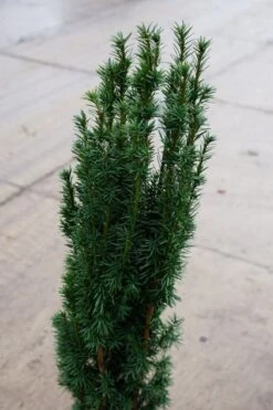 Zuiltaxus (Taxus Baccata 'Fastigiata Robusta') 17 Zuiltaxus (Taxus Baccata 'Fastigiata Robusta') -Tuinplanten Winkel taxus fastigiatiarobusta lm03