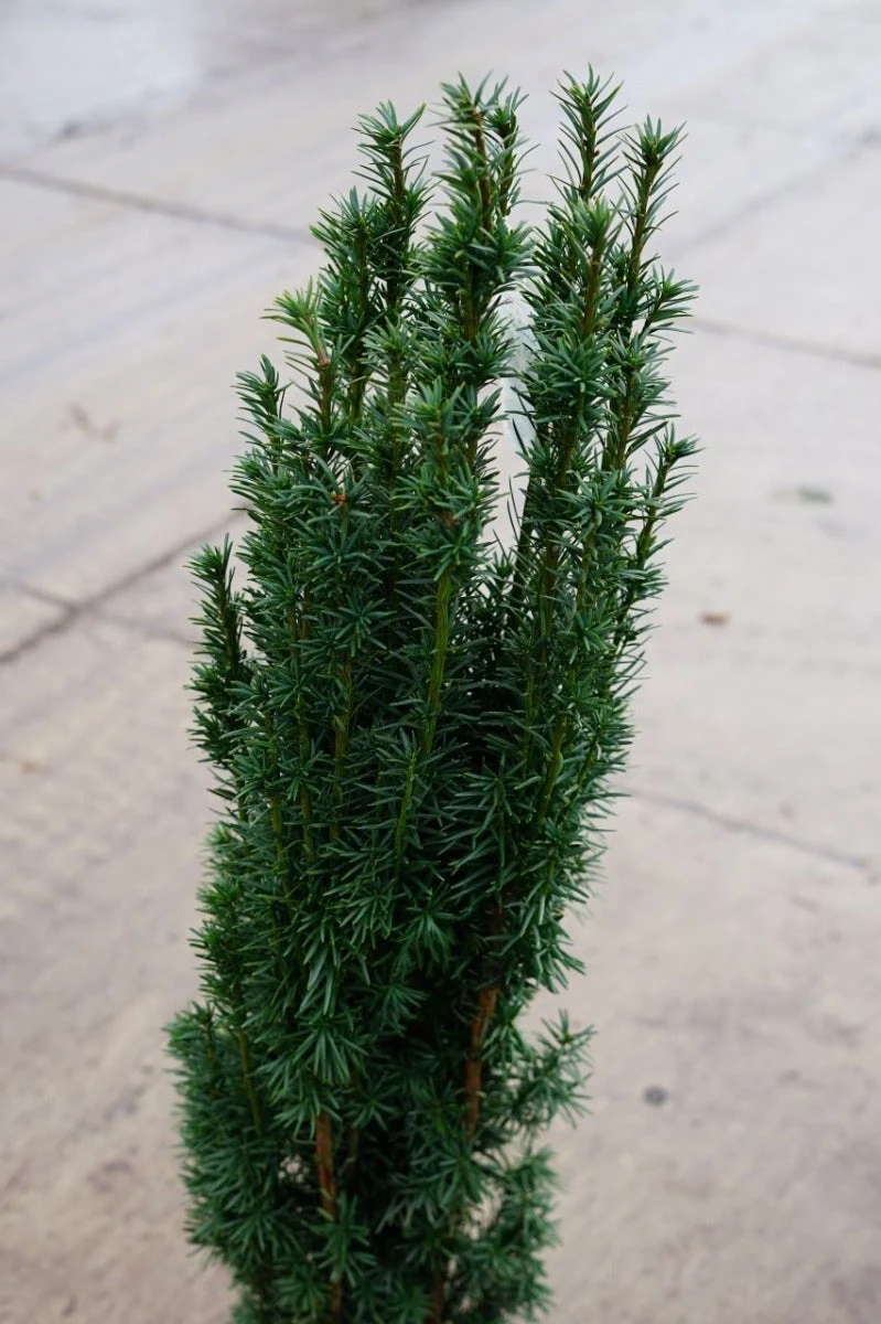 Zuiltaxus (Taxus Baccata 'Fastigiata Robusta') 6 Zuiltaxus (Taxus Baccata 'Fastigiata Robusta') - Afbeelding 4