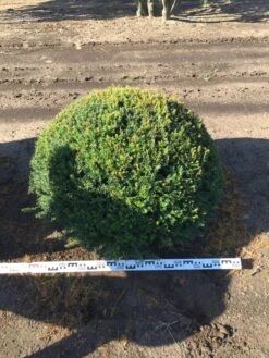 Grote Taxusbol (Taxus Baccata) 20 Grote Taxusbol (Taxus Baccata) -Tuinplanten Winkel taxus baccata 100 cm platte bol drkl 1