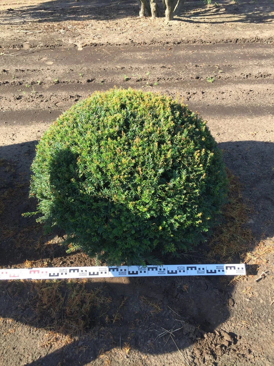 Grote Taxusbol (Taxus Baccata) 10 Grote Taxusbol (Taxus Baccata) - Afbeelding 8
