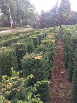 Taxus Als Haagelement (Taxus Baccata) 18 Taxus Als Haagelement (Taxus Baccata) -Tuinplanten Winkel taxus baccata 100 x 50 x 50 cm drkl haagelement 2