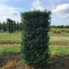 Taxus Als Haagelement (Taxus Baccata) -Tuinplanten Winkel taxus baccata 125x60x60 1