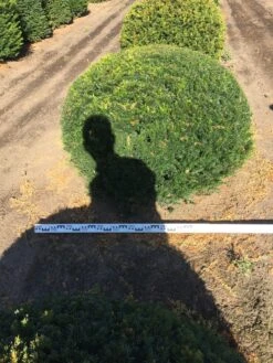 Grote Taxusbol (Taxus Baccata) 22 Grote Taxusbol (Taxus Baccata) -Tuinplanten Winkel taxus baccata 140 cm platte bol drkl 1