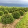 Grote Taxusbol (Taxus Baccata) -Tuinplanten Winkel taxus baccata 50 cm halve bol drkl