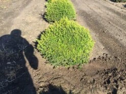 Grote Taxusbol (Taxus Baccata) 15 Grote Taxusbol (Taxus Baccata) -Tuinplanten Winkel taxus baccata 60 cm platte bol drkl 2