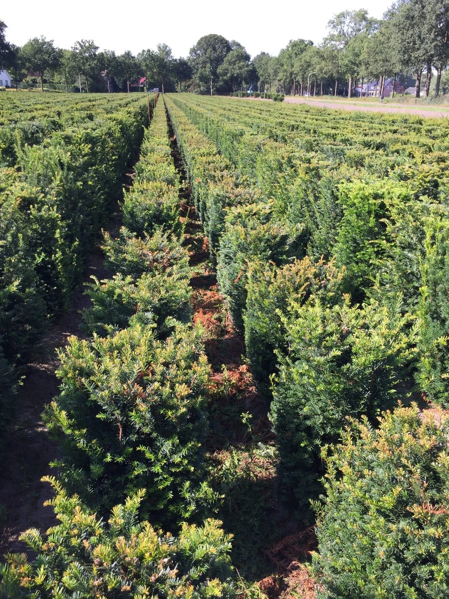 Taxus Als Haagelement (Taxus Baccata) 8 Taxus Als Haagelement (Taxus Baccata) - Afbeelding 7