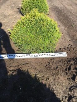 Grote Taxusbol (Taxus Baccata) 17 Grote Taxusbol (Taxus Baccata) -Tuinplanten Winkel taxus baccata 70 cm platte bol drkl 2