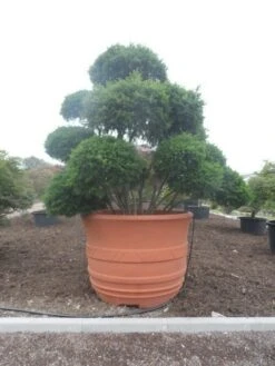 Taxus Als Bonsai (Taxus Baccata) -Tuinplanten Winkel taxus baccata bonsai 300 400 c1800