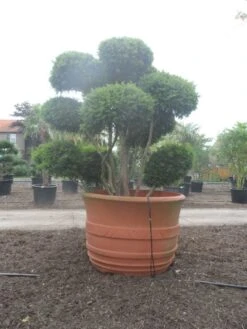 Taxus Als Bonsai (Taxus Baccata) -Tuinplanten Winkel taxus baccata bonsai 300 400 c1800 2