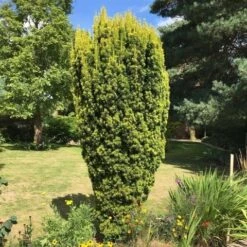 Gele Venijnboom (Taxus Baccata 'David') -Tuinplanten Winkel taxus baccata david