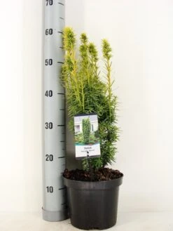 Gele Venijnboom (Taxus Baccata 'David') -Tuinplanten Winkel taxus baccata david winter c3 m