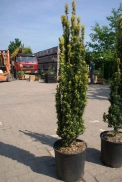 Gele Zuiltaxus (Taxus Baccata 'Fastigiata Aurea') -Tuinplanten Winkel taxus baccata fastigiata aurea 1
