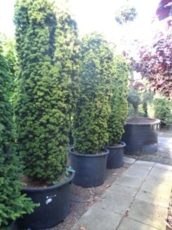 Gele Zuiltaxus (Taxus Baccata 'Fastigiata Aurea') -Tuinplanten Winkel taxus baccata fastigiata aurea 225 250 c240 extra
