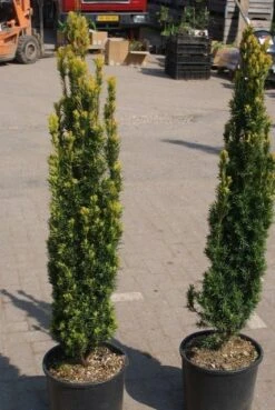 Gele Zuiltaxus (Taxus Baccata 'Fastigiata Aurea') -Tuinplanten Winkel taxus baccata fastigiata aurea 2