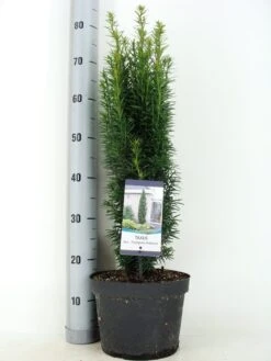 Zuiltaxus (Taxus Baccata 'Fastigiata Robusta') 22 Zuiltaxus (Taxus Baccata 'Fastigiata Robusta') -Tuinplanten Winkel taxus baccata fastigiata robusta zomer c5 m