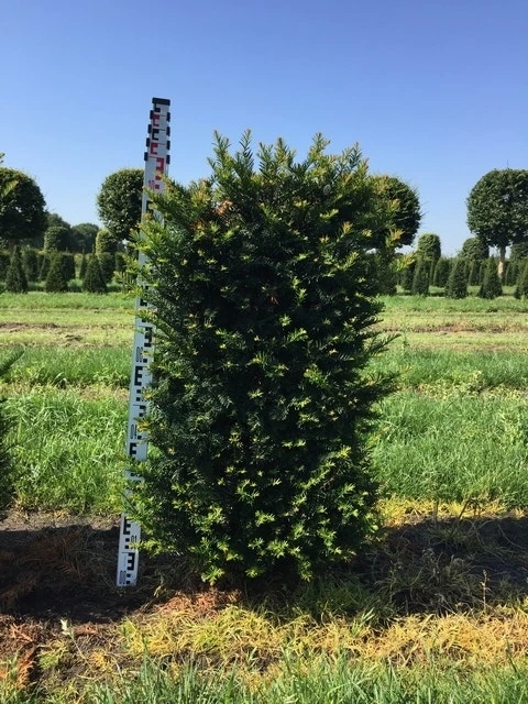 Taxus Als Haagelement (Taxus Baccata) 3 Taxus Als Haagelement (Taxus Baccata) - Afbeelding 2