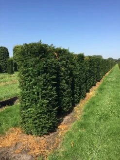 Taxus Als Haagelement (Taxus Baccata) 13 Taxus Als Haagelement (Taxus Baccata) -Tuinplanten Winkel taxus baccata h160x60x60 cm 3