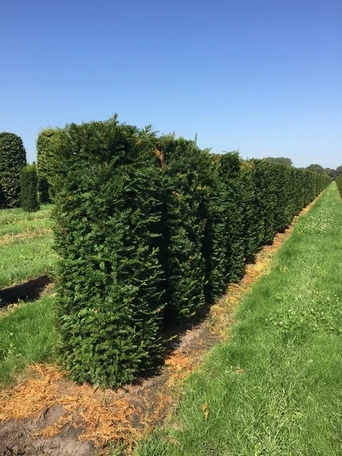 Taxus Als Haagelement (Taxus Baccata) 4 Taxus Als Haagelement (Taxus Baccata) - Afbeelding 3