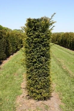 Taxus Als Haagelement (Taxus Baccata) 14 Taxus Als Haagelement (Taxus Baccata) -Tuinplanten Winkel taxus baccata h175x50x50 cm