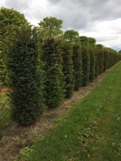 Taxus Als Haagelement (Taxus Baccata) 15 Taxus Als Haagelement (Taxus Baccata) -Tuinplanten Winkel taxus baccata h175x50x50cm 2