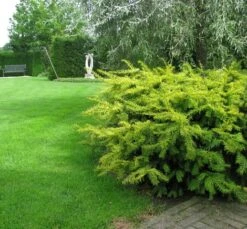 Taxus (Taxus Baccata 'Summergold') -Tuinplanten Winkel taxus baccata summergold