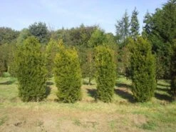 Venijnboom (Taxus Media 'Hillii') -Tuinplanten Winkel taxus hilli 250 300