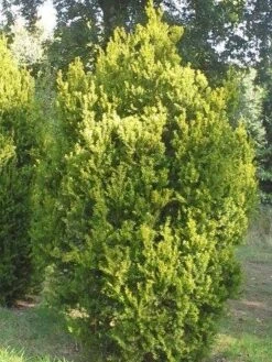 Venijnboom (Taxus Media 'Hillii') -Tuinplanten Winkel taxus hillii 250 300 1