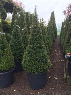 Taxus Als Egyptische Pyramide (Taxus Baccata) 15 Taxus Als Egyptische Pyramide (Taxus Baccata) -Tuinplanten Winkel taxus kegel 150160cm
