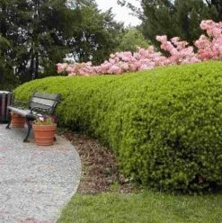 Taxus (Taxus Media 'Densiformis') -Tuinplanten Winkel taxus media densiformis