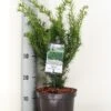 Taxus (Taxus Media 'Densiformis') 2 Taxus (Taxus Media 'Densiformis') -Tuinplanten Winkel taxus media densiformis c3 m 1
