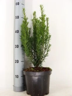 Taxus (Taxus Media 'Groenland') -Tuinplanten Winkel taxus media groenland 30 40 c3 m