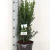 Taxus (Taxus Media 'Groenland') -Tuinplanten Winkel taxus media groenland 40 50 c3 m