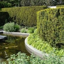 Venijnboom (Taxus Media 'Hillii') -Tuinplanten Winkel taxus media hillii