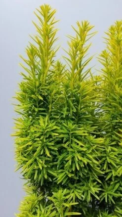 Gele Venijnboom (Taxus Baccata 'David') -Tuinplanten Winkel taxusdavid02