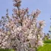 Sering (Syringa Villosae 'Telimena') -Tuinplanten Winkel telimena