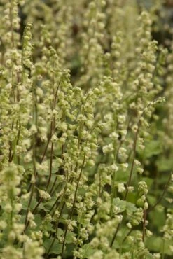 Mijterloof (Tellima Grandiflora 'Rubra')