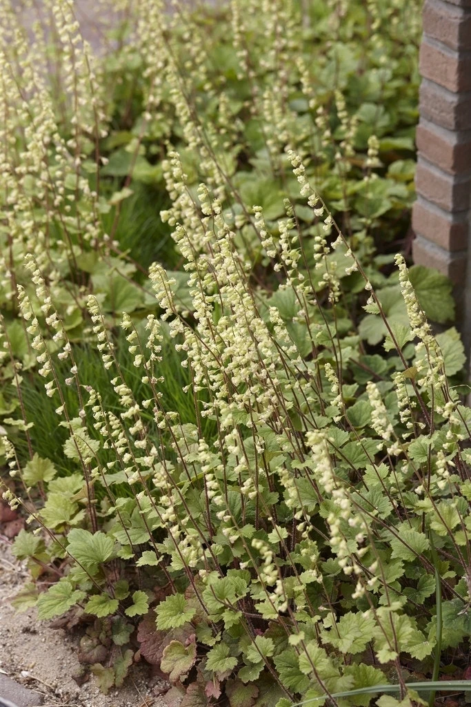 Mijterloof (Tellima Grandiflora 'Rubra') 4 Mijterloof (Tellima Grandiflora 'Rubra') - Afbeelding 2