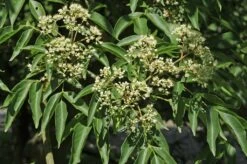 Bijenboom, Struik (Tetradium Daniellii) -Tuinplanten Winkel tetradium